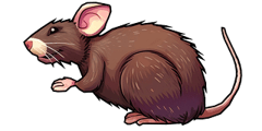 Brown Rat