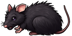 Muck Rat